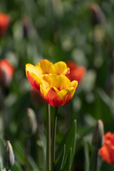 Similar image 21952142