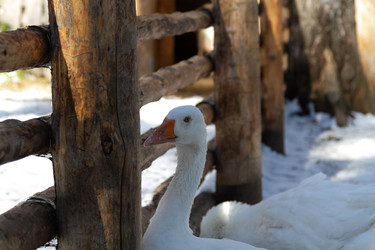 Similar image 21976027