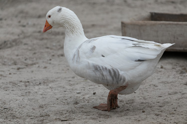 Similar image 21976028