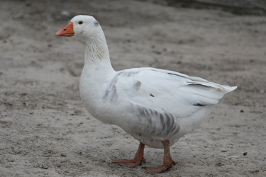 Similar image 21976029