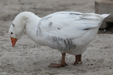 Similar image 21976030