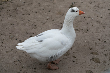 Similar image 21976031