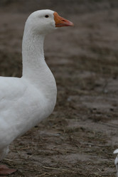 Similar image 21976032