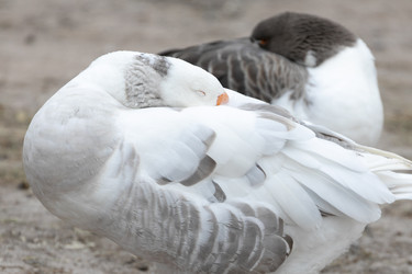 Similar image 21976033