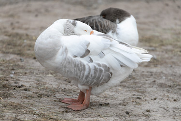 Similar image 21976034