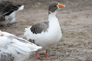 Similar image 21976035