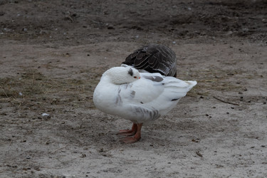 Similar image 21976036