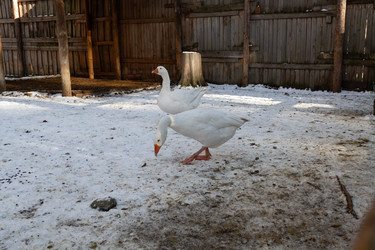 Similar image 21976037