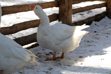 Similar image 21976038