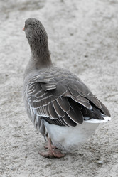 Similar image 21976039