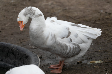 Similar image 21976040