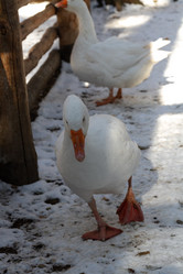 Similar image 21976043