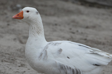 Similar image 21976044