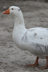 Similar image 21976068