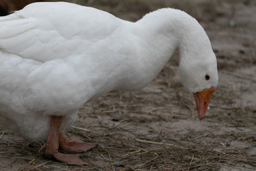 Similar image 21976070