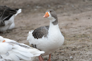 Similar image 21976073