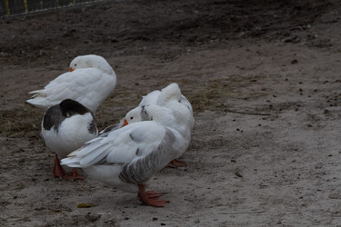 Similar image 21976075