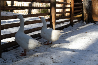 Similar image 21976076