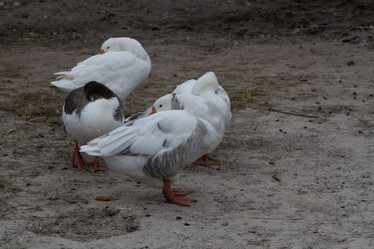 Similar image 21976078