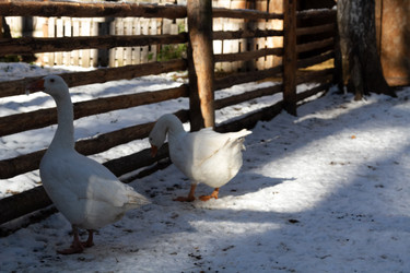 Similar image 21976079