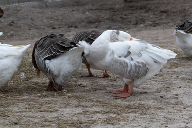 Similar image 21976080