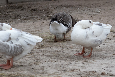 Similar image 21976081