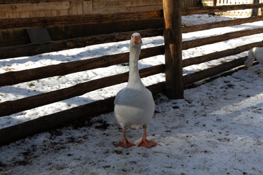 Similar image 21976084