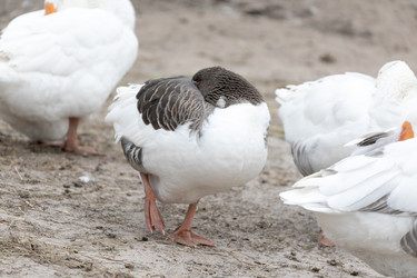 Similar image 21976085