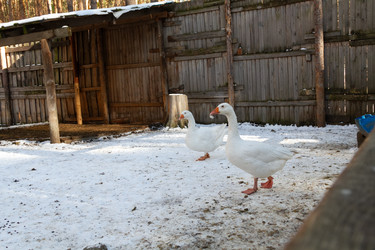 Similar image 21976086