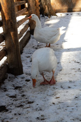 Similar image 21976087