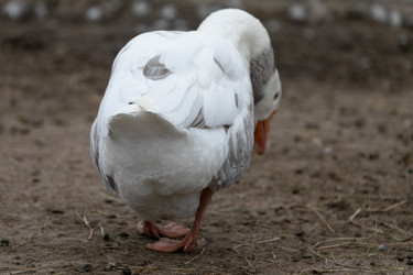 Similar image 21976088