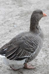 Similar image 21976089