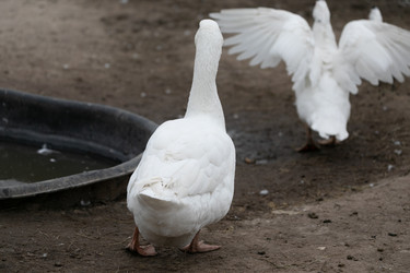 Similar image 21976090