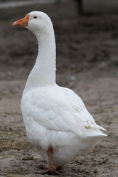 Similar image 21976091