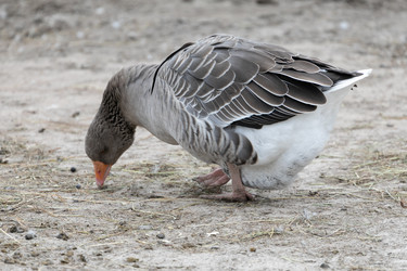 Similar image 21976092