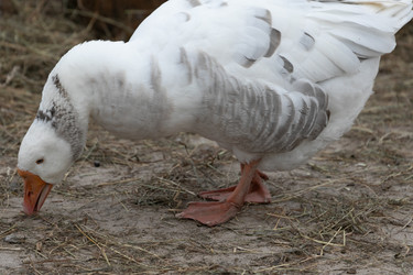 Similar image 21976093