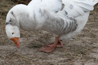 Similar image 21976094