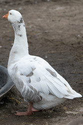 Similar image 21976135