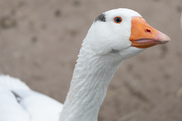 Similar image 21976136