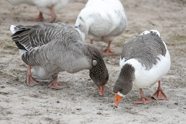 Similar image 21976137