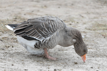 Similar image 21976096