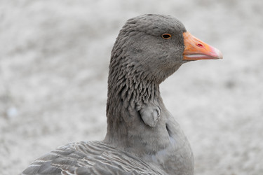 Similar image 21976097