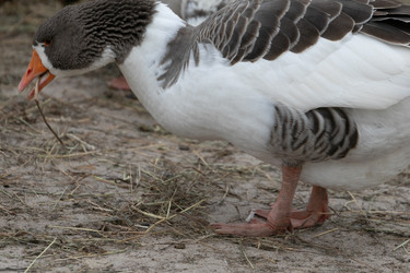 Similar image 21976098