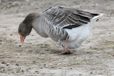 Similar image 21976099