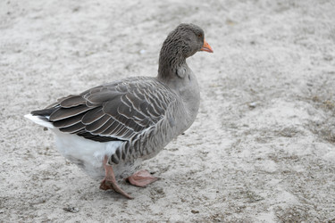 Similar image 21976100