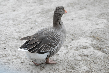 Similar image 21976101