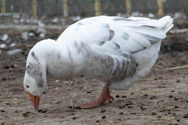 Similar image 21976102