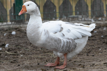 Similar image 21976103