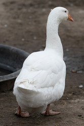 Similar image 21976104