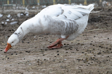 Similar image 21976105